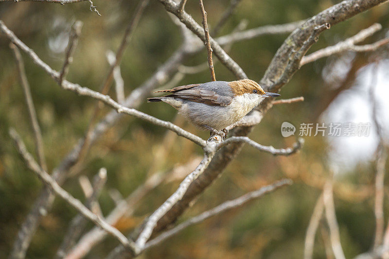 棕头坚果(Sitta pusilla)特写